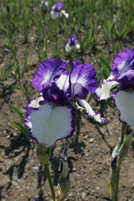 Iris Vullierens - 084